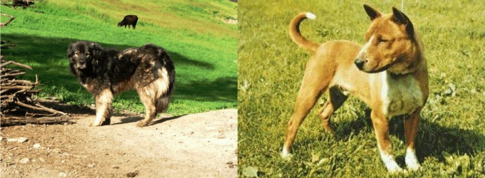 Telomian vs Kars Dog - Breed Comparison