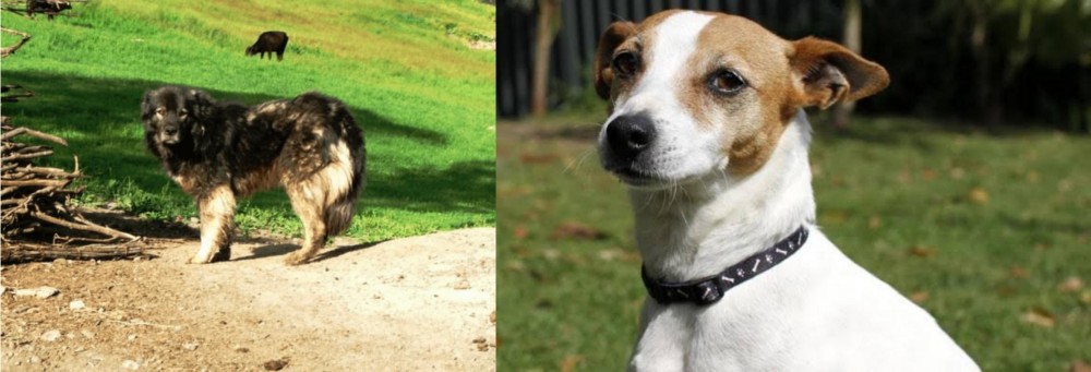 Tenterfield Terrier vs Kars Dog - Breed Comparison