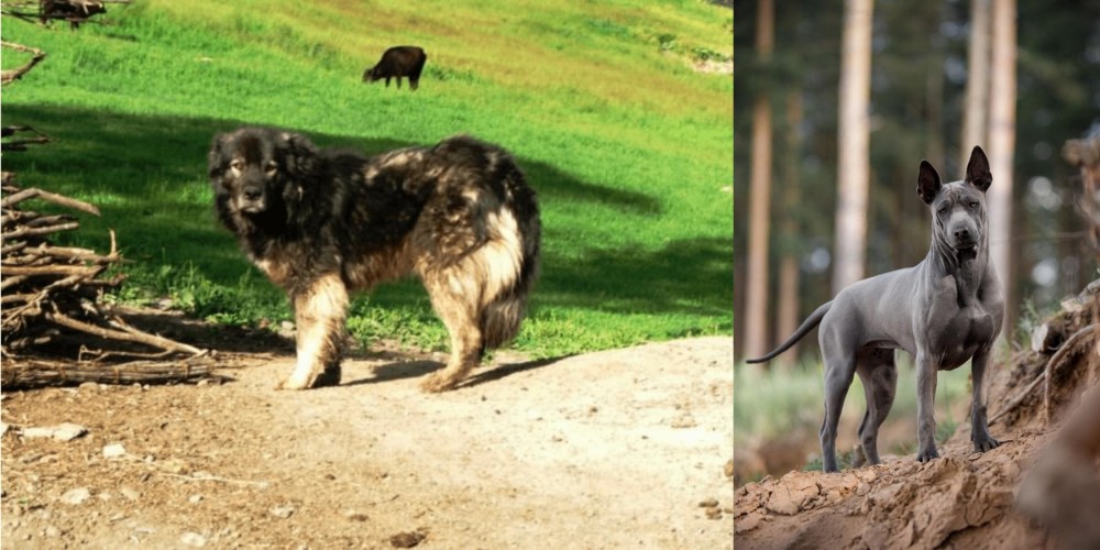 Thai Ridgeback vs Kars Dog - Breed Comparison