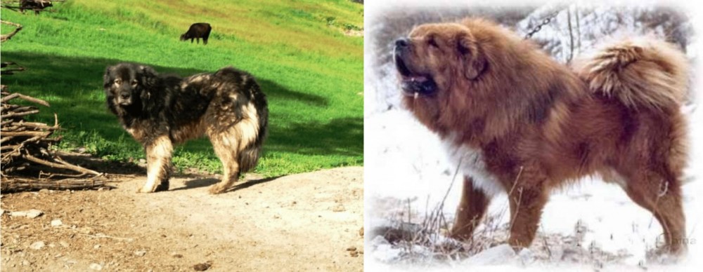 Tibetan Kyi Apso vs Kars Dog - Breed Comparison
