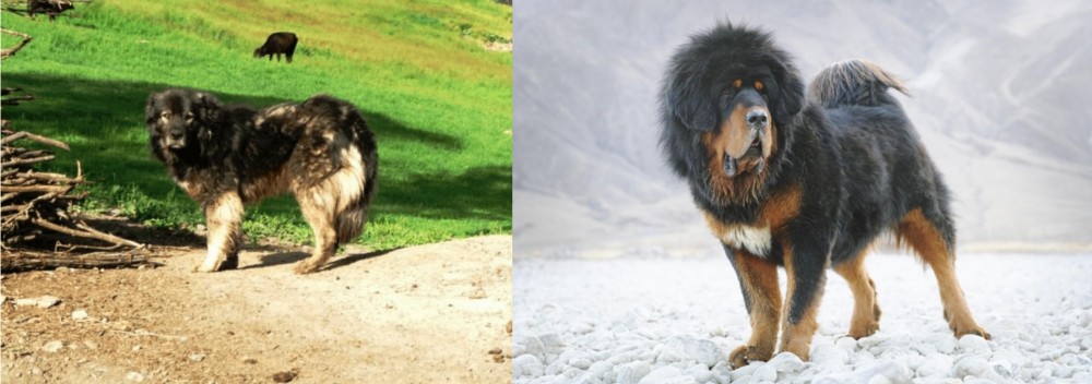 Tibetan Mastiff vs Kars Dog - Breed Comparison