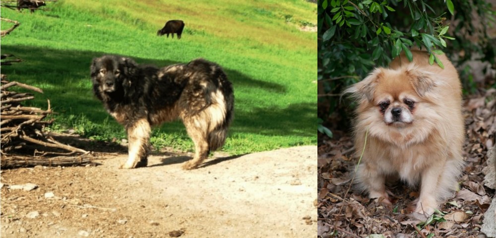 Tibetan Spaniel vs Kars Dog - Breed Comparison
