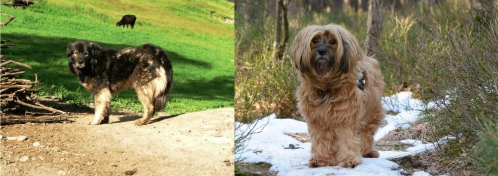 Tibetan Terrier vs Kars Dog - Breed Comparison