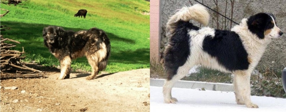 Tornjak vs Kars Dog - Breed Comparison