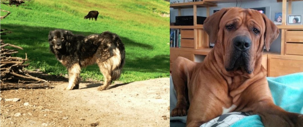 Tosa vs Kars Dog - Breed Comparison