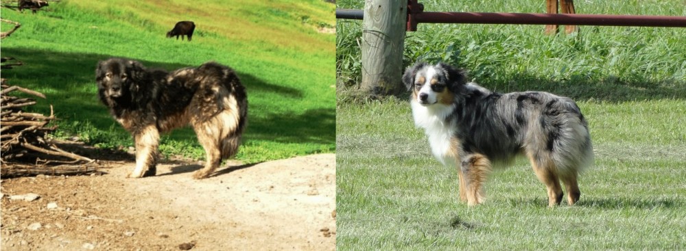 Toy Australian Shepherd vs Kars Dog - Breed Comparison