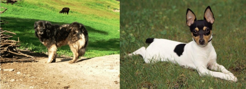 Toy Fox Terrier vs Kars Dog - Breed Comparison