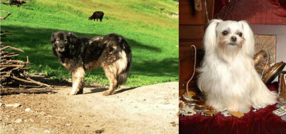 Toy Mi-Ki vs Kars Dog - Breed Comparison