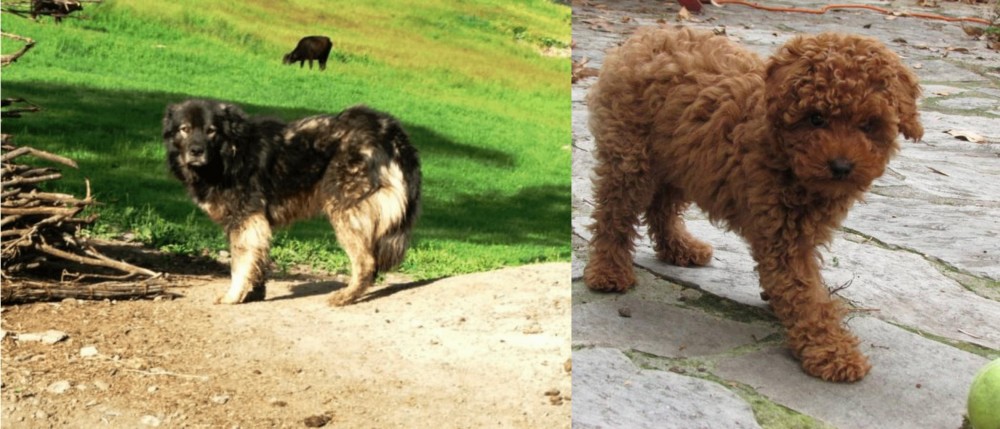 Toy Poodle vs Kars Dog - Breed Comparison