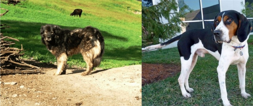 Treeing Walker Coonhound vs Kars Dog - Breed Comparison