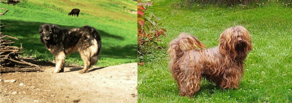 Tsvetnaya Bolonka vs Kars Dog - Breed Comparison