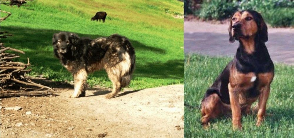 Tyrolean Hound vs Kars Dog - Breed Comparison