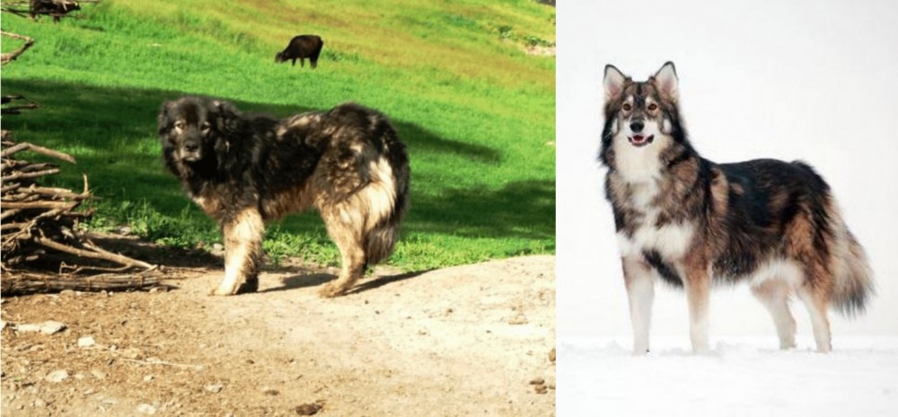Utonagan vs Kars Dog - Breed Comparison