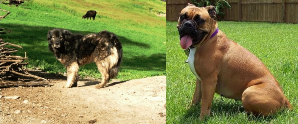 Valley Bulldog vs Kars Dog - Breed Comparison