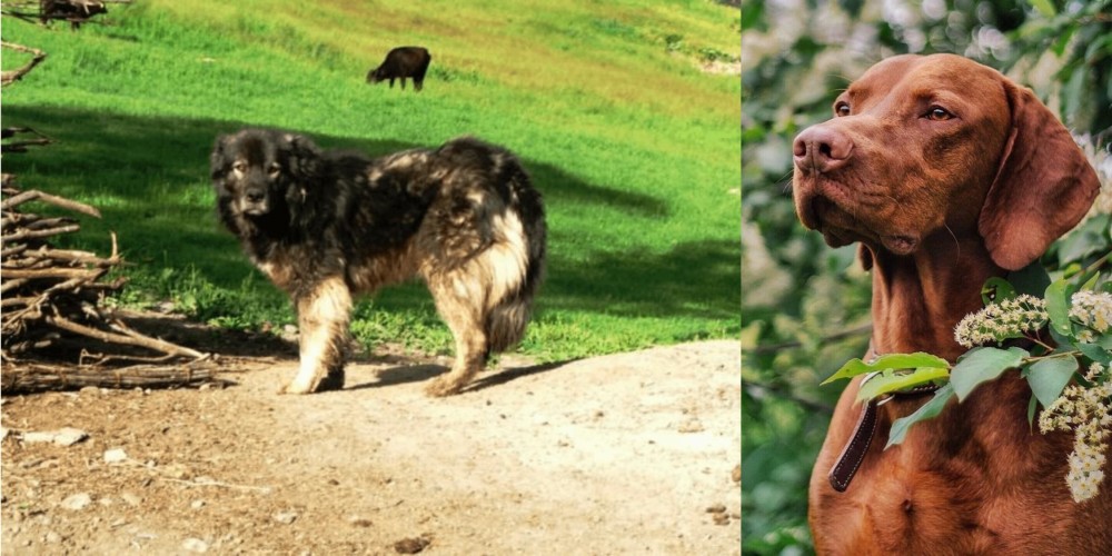 Vizsla vs Kars Dog - Breed Comparison