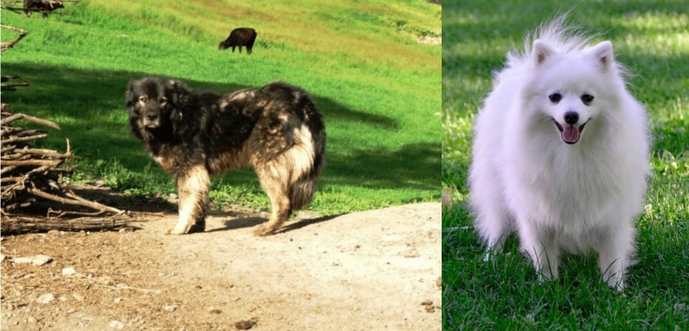 Volpino Italiano vs Kars Dog - Breed Comparison
