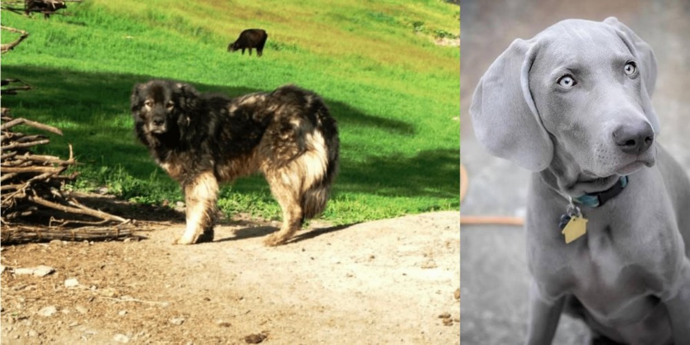 Weimaraner vs Kars Dog - Breed Comparison