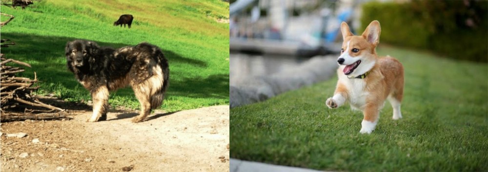 Welsh Corgi vs Kars Dog - Breed Comparison