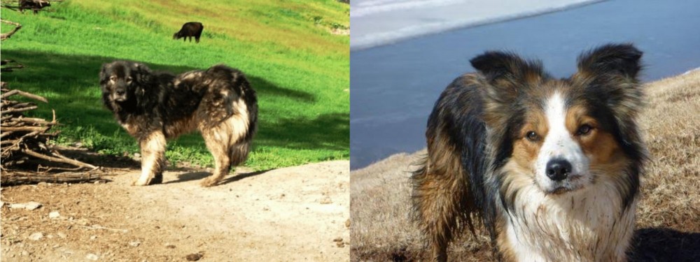 Welsh Sheepdog vs Kars Dog - Breed Comparison