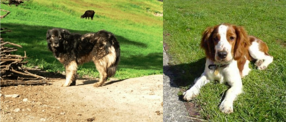 Welsh Springer Spaniel vs Kars Dog - Breed Comparison
