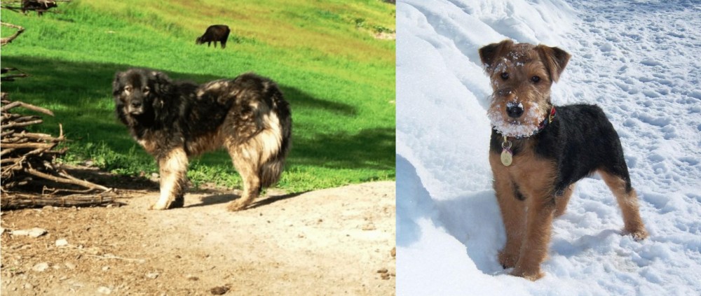 Welsh Terrier vs Kars Dog - Breed Comparison