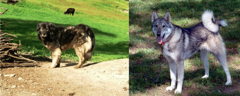 West Siberian Laika vs Kars Dog - Breed Comparison