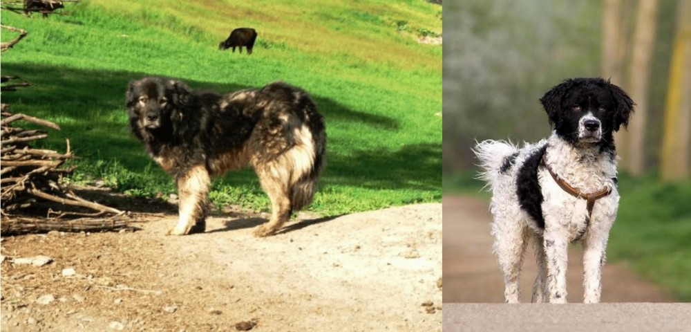 Wetterhoun vs Kars Dog - Breed Comparison