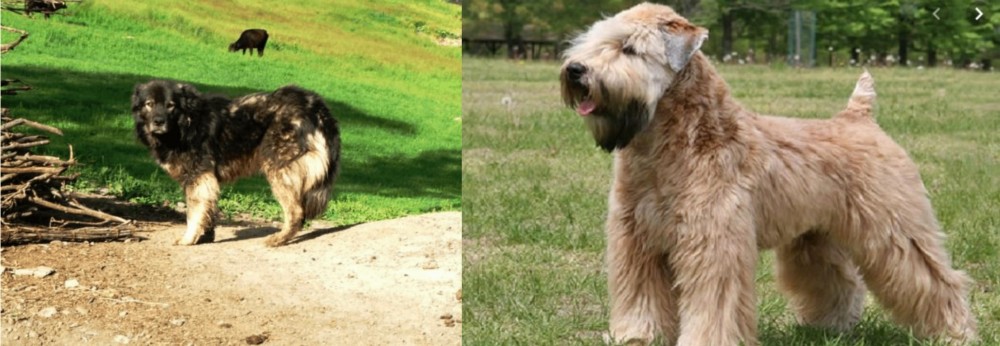 Wheaten Terrier vs Kars Dog - Breed Comparison