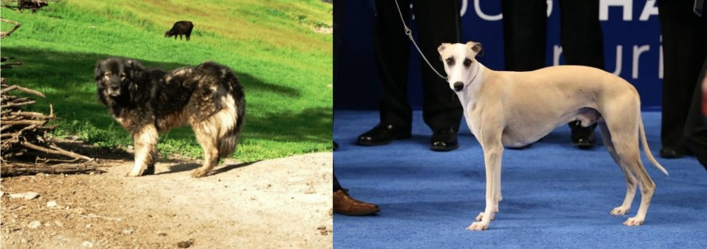 Whippet vs Kars Dog - Breed Comparison