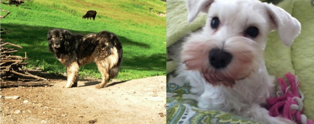 White Schnauzer vs Kars Dog - Breed Comparison