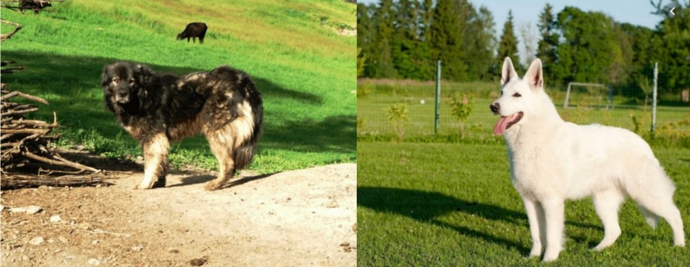White Shepherd vs Kars Dog - Breed Comparison