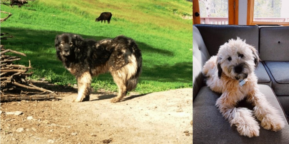 Whoodles vs Kars Dog - Breed Comparison