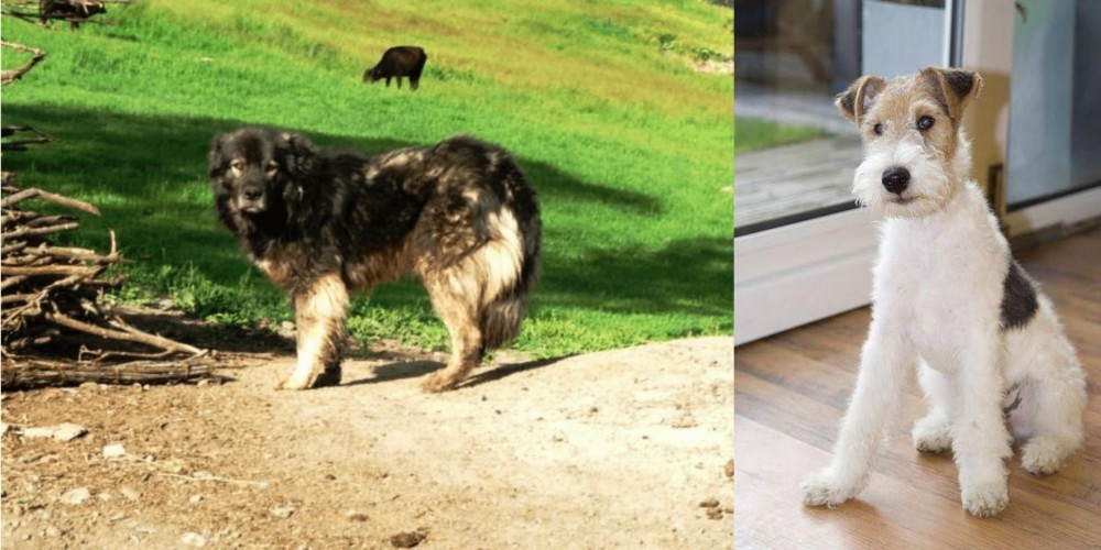Wire Fox Terrier vs Kars Dog - Breed Comparison