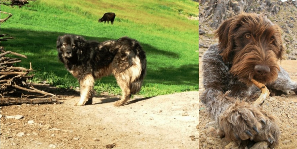 Wirehaired Pointing Griffon vs Kars Dog - Breed Comparison