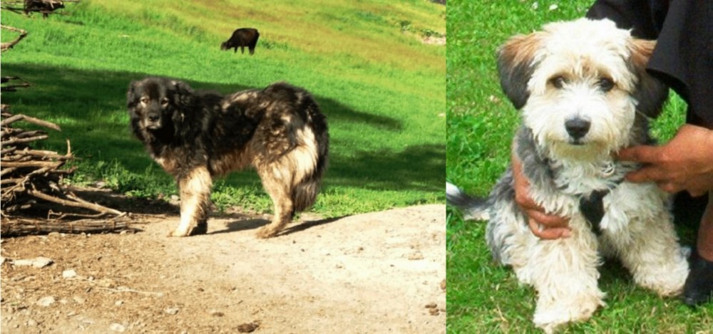 Yo-Chon vs Kars Dog - Breed Comparison