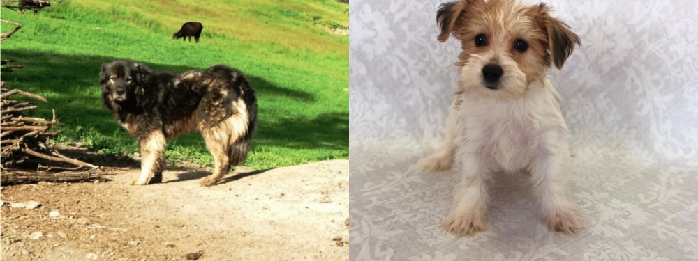 Yochon vs Kars Dog - Breed Comparison