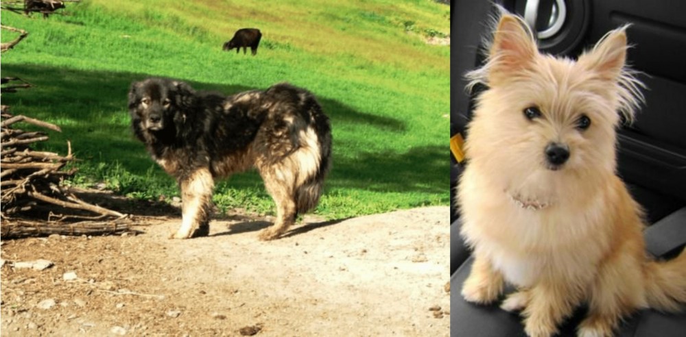 Yoranian vs Kars Dog - Breed Comparison