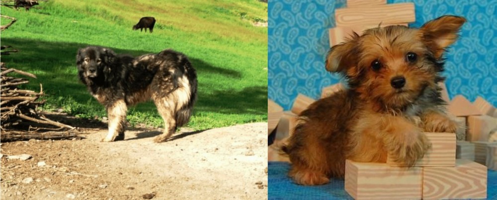 Yorkillon vs Kars Dog - Breed Comparison