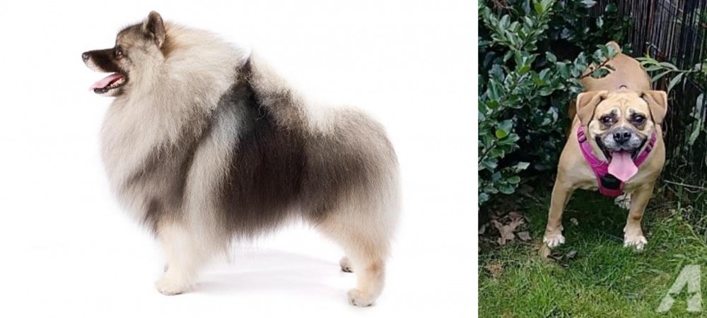 Beabull vs Keeshond - Breed Comparison