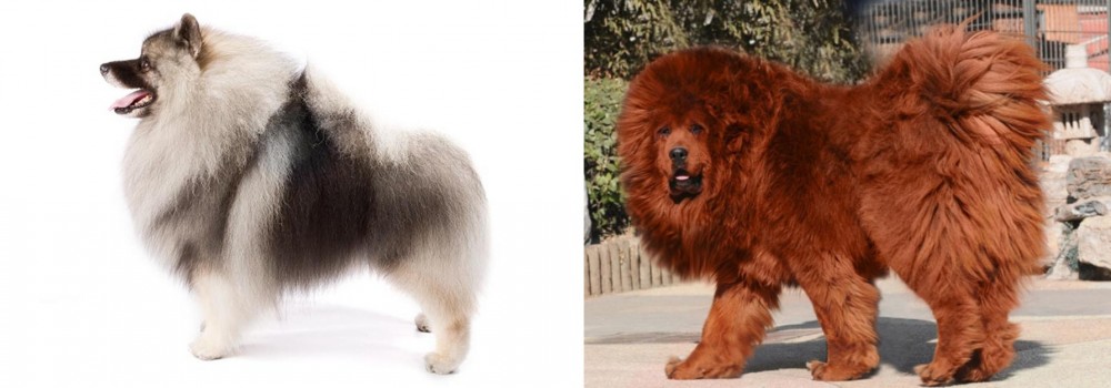 Himalayan Mastiff vs Keeshond - Breed Comparison