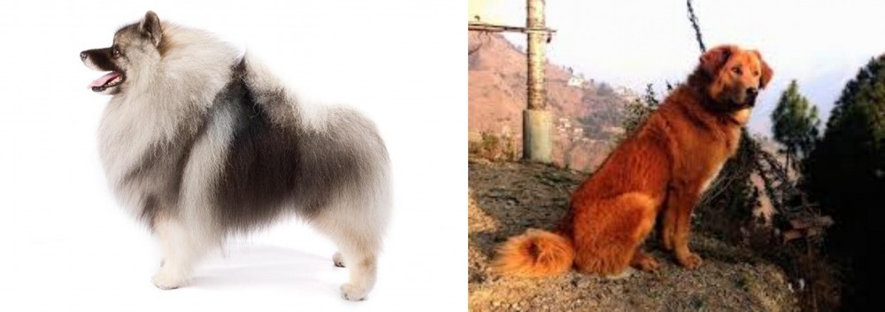 Himalayan Sheepdog vs Keeshond - Breed Comparison