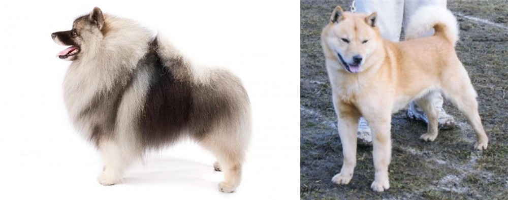 Hokkaido vs Keeshond - Breed Comparison