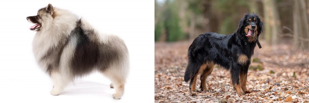 Hovawart vs Keeshond - Breed Comparison