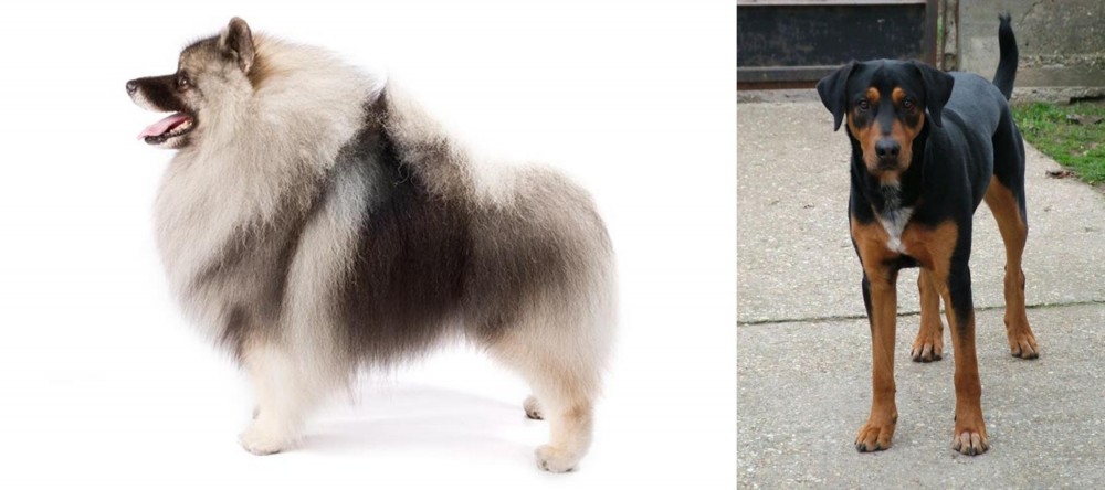Hungarian Hound vs Keeshond - Breed Comparison