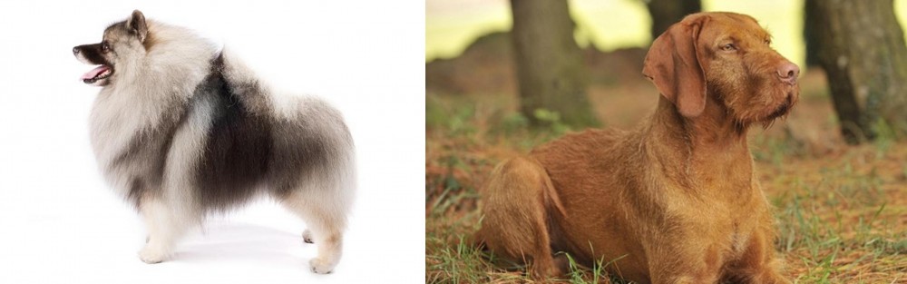 Hungarian Wirehaired Vizsla vs Keeshond - Breed Comparison