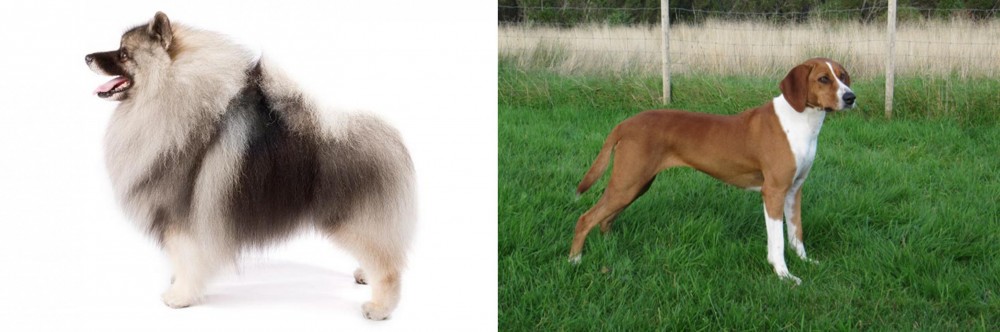 Hygenhund vs Keeshond - Breed Comparison
