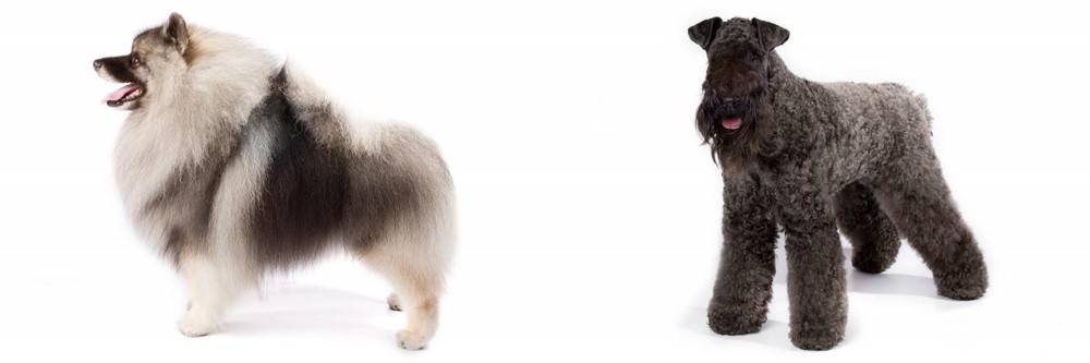 Kerry Blue Terrier vs Keeshond - Breed Comparison