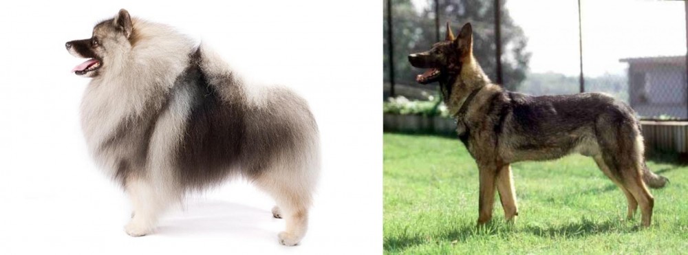 Kunming Dog vs Keeshond - Breed Comparison