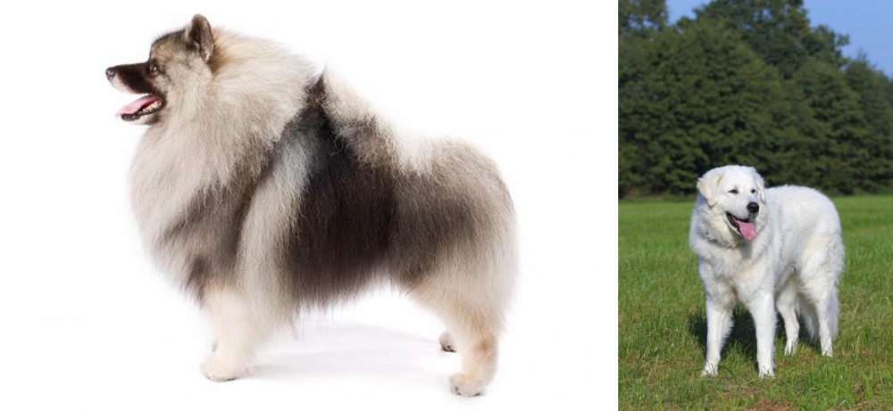 Kuvasz vs Keeshond - Breed Comparison
