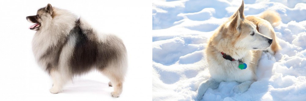 Labrador Husky vs Keeshond - Breed Comparison